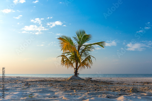 Single newling palm tree growing on white sand beach, blue sky and sea background.