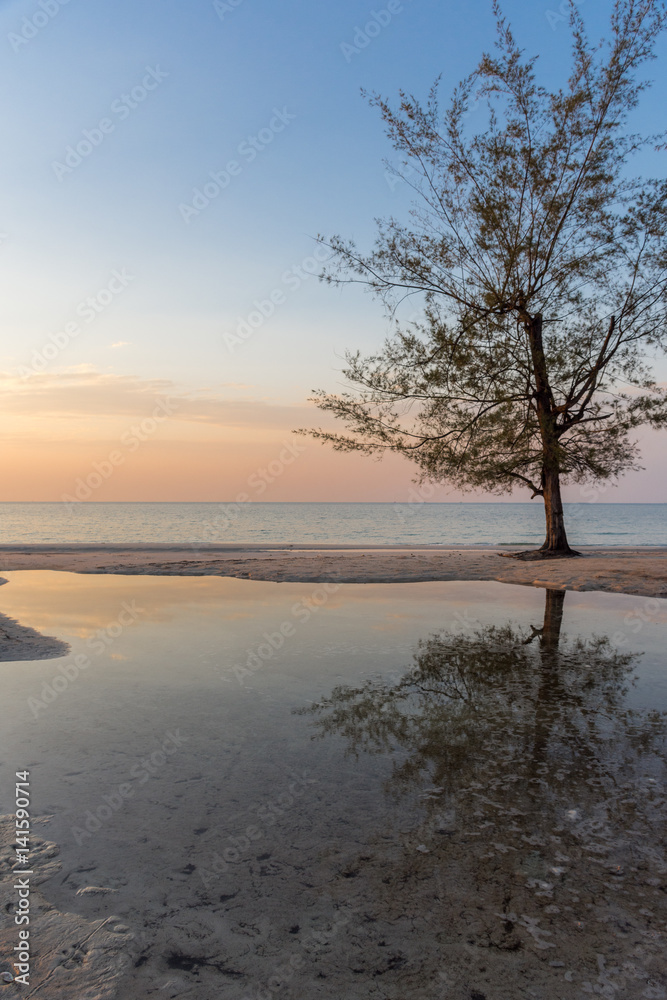 A tree growing on the beach reflecting in a pool at sunset golden hour. A tree growing on the beach reflecting in a pool at sunset golden hour.