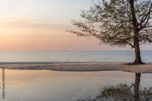 A tree growing on the beach reflecting in a pool at sunset golden hour.