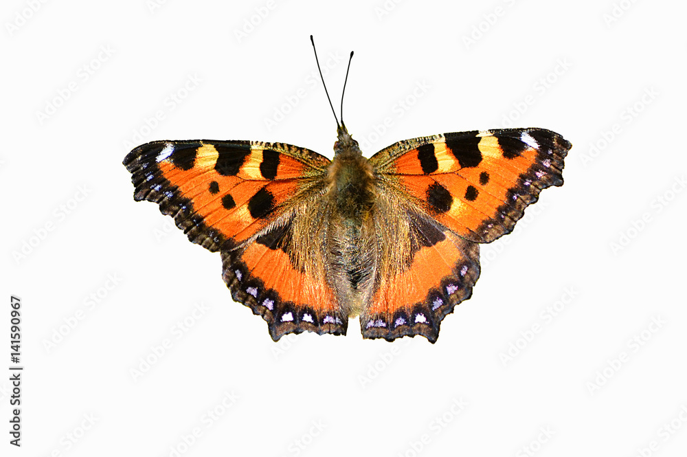 Obraz premium Бабочка на белом фоне.