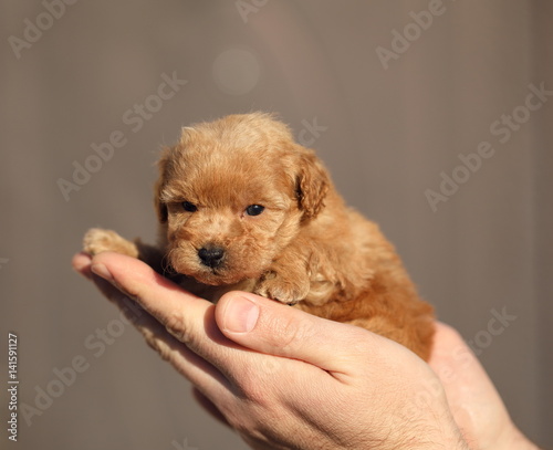 poodle puppy