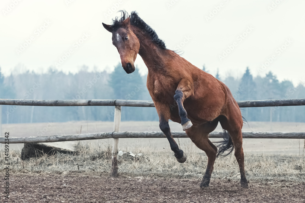 Trakehner bay horse has fun at liberty Trakehner bay horse has fun at liberty