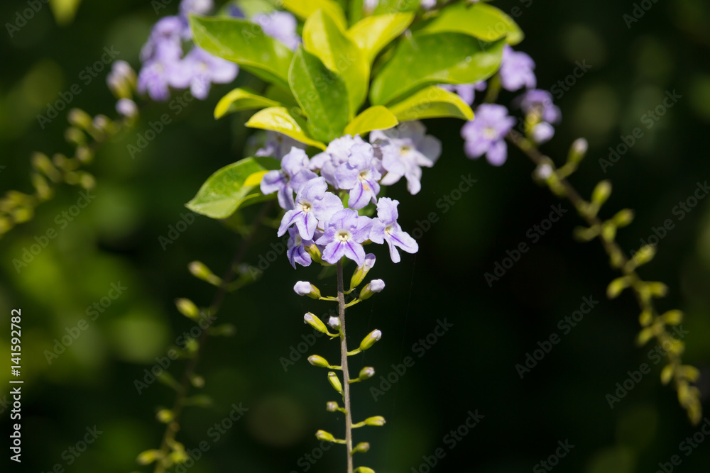 Small white mix violet flower or Duranta repens Flower Small white mix violet flower or Duranta repens Flower