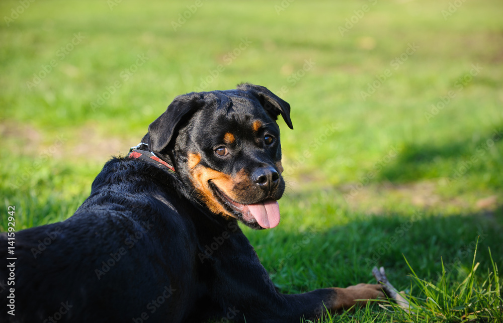 Rottweiler dog lying in the grass Rottweiler dog lying in the grass