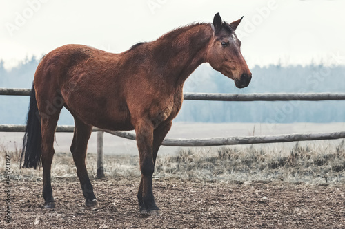 Portrait of the Trakehner bay horse  