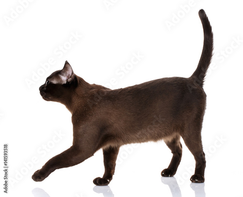 black cat burmese standing on a white background