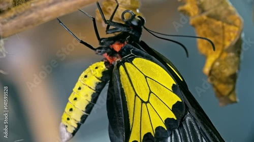 Macro of Golden birdwing (Troides rhadamantus) butterfly sitting on plant upside down, its beautiful black and yellow wings closed photo