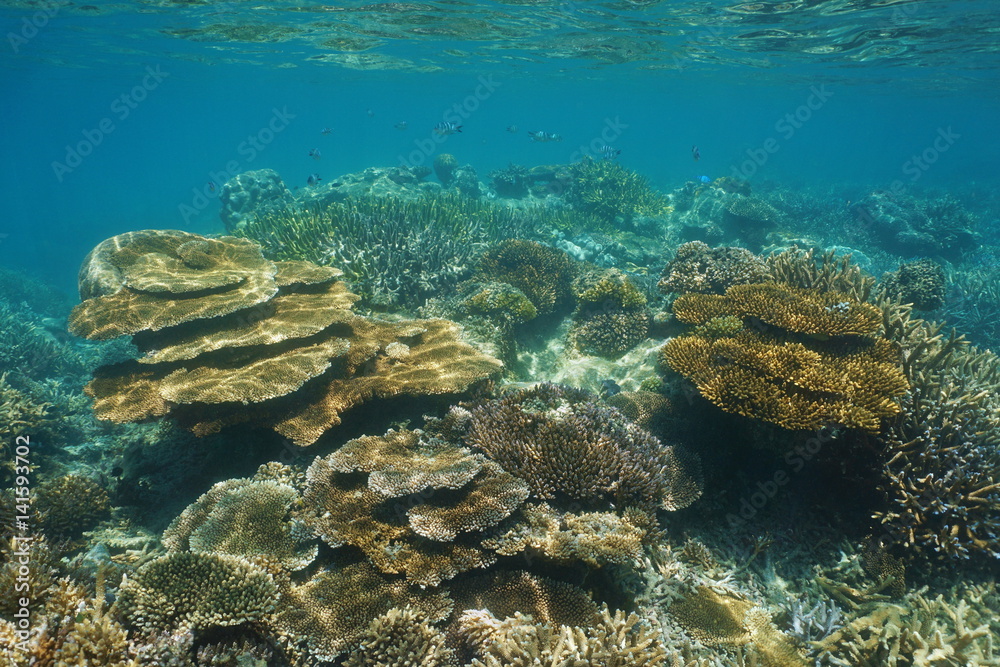 Coral reef of New Caledonia underwater in the lagoon of Grande-Terre island, south Pacific ocean, Oceania
Coral reef of New Caledonia underwater in the lagoon of Grande-Terre island, south Pacific ocean, Oceania
