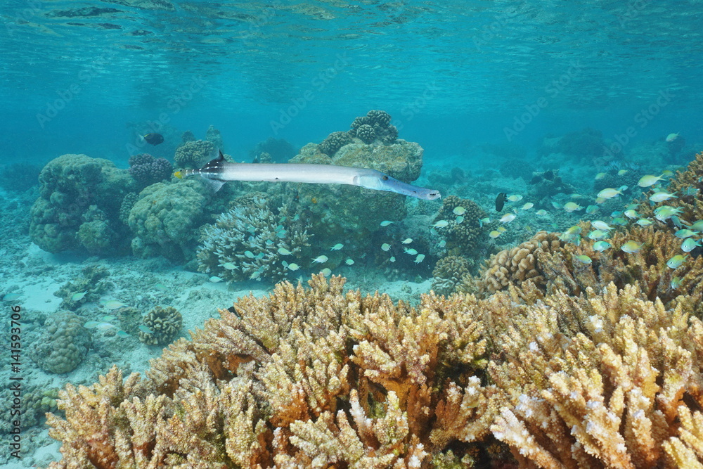 Obraz premium Tropical fish chinese trumpetfish, Aulostomus chinensis, underwater on a shallow coral reef, Pacific ocean, French Polynesia, Rangiroa 