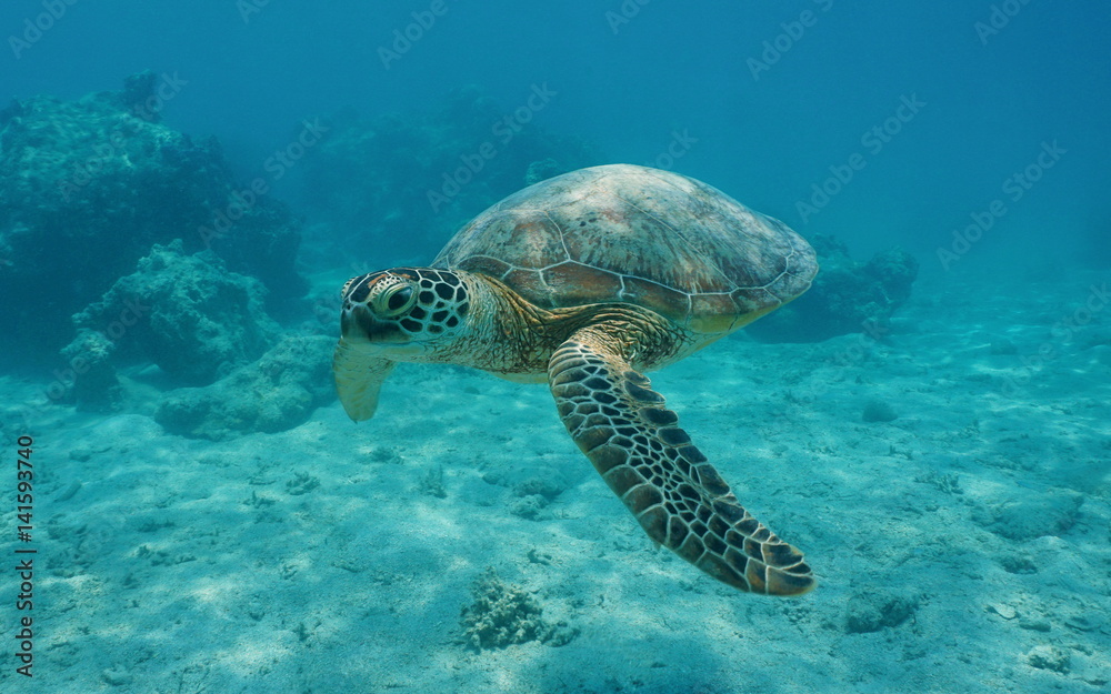 Obraz premium A green sea turtle underwater, Chelonia mydas, lagoon of Bora Bora, Pacific ocean, French Polynesia 
