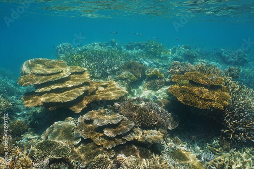 Coral reef of New Caledonia underwater in the lagoon of Grande-Terre island, south Pacific ocean, Oceania 