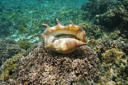 Bottom part of a giant spider conch shell, Lambis truncata, marine gastropod mollusk underwater, alive specimen, Pacific ocean, Huahine lagoon, French Polynesia
 photo