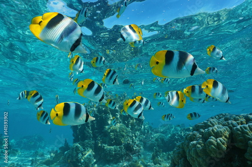 Shoal of tropical fish underwater, Pacific double-saddle butterflyfish, Chaetodon ulietensis, Pacific ocean, French Polynesia 