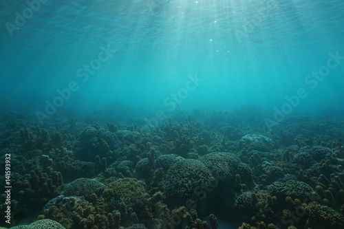 Underwater seascape corals and algae on the ocean floor with sunlight through water surface, natural scene, Tahiti lagoon, Pacific ocean, French Polynesia 