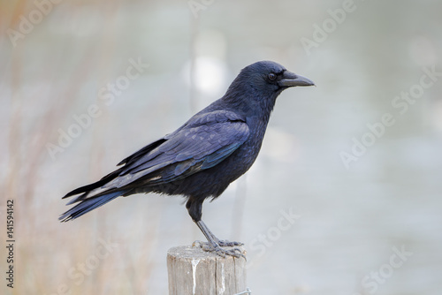 Crow perched on a picket © Pascale Gueret