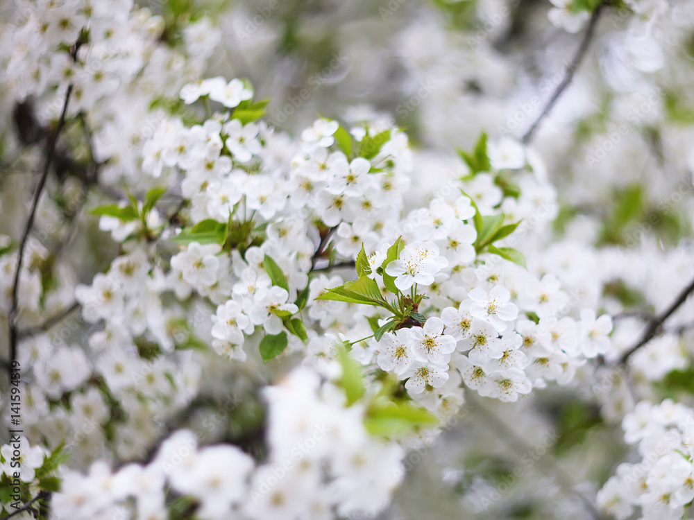 Flowers of the cherry blossoms on a spring day Flowers of the cherry blossoms on a spring day