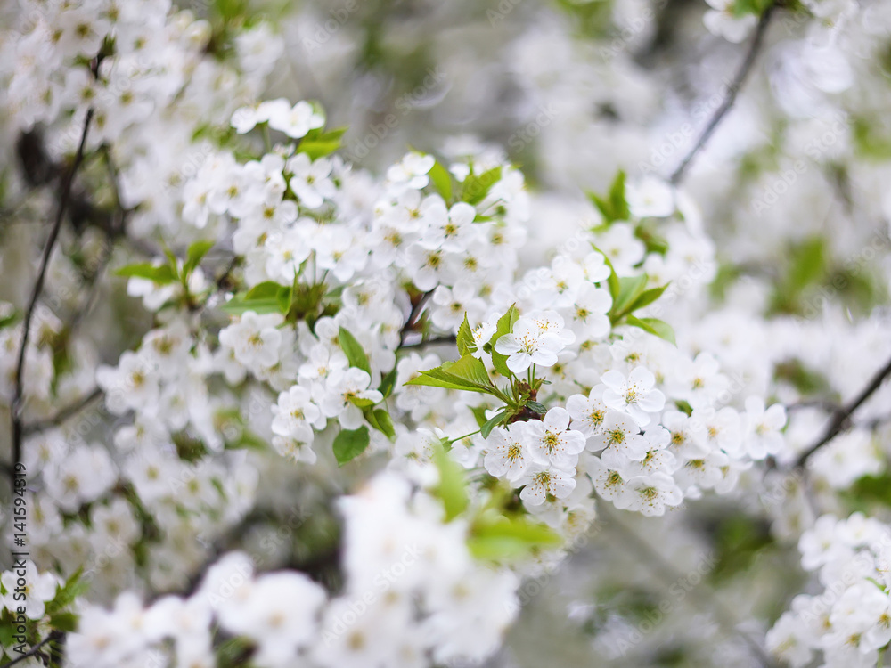 Flowers of the cherry blossoms on a spring day