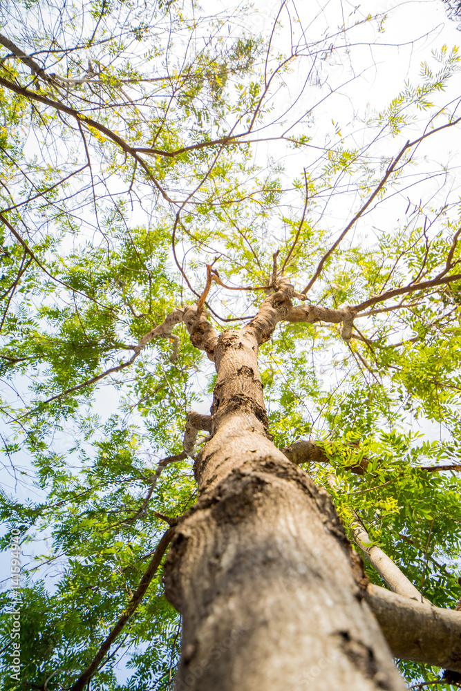 Fototapeta premium Forest