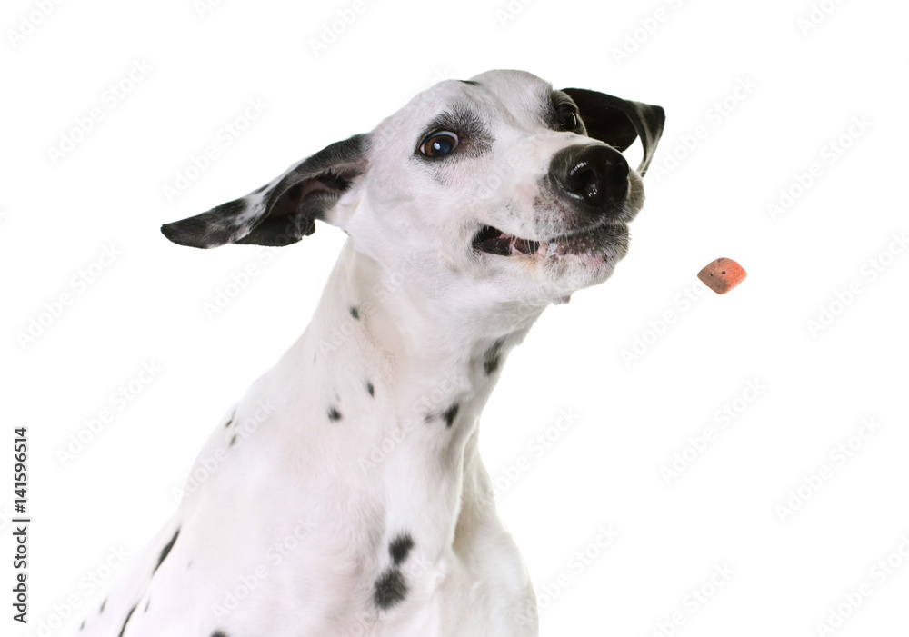 dalmatian dog in studio