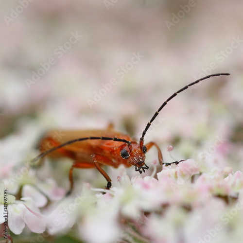beetle © wojciechhajduk