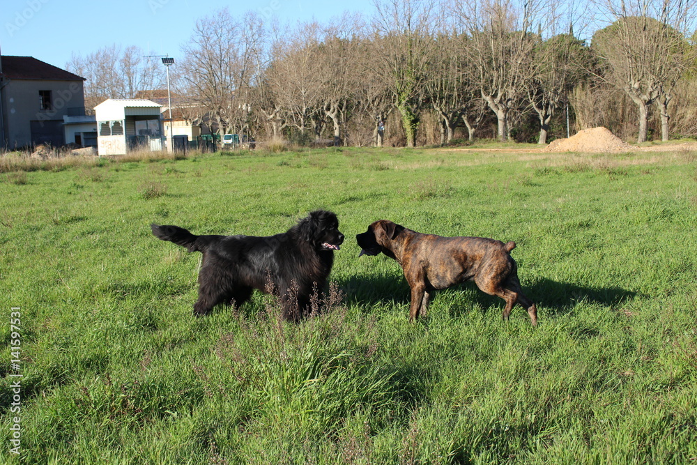 terre neuve et cané corso cane qui se regarde terre neuve et cané corso cane qui se regarde