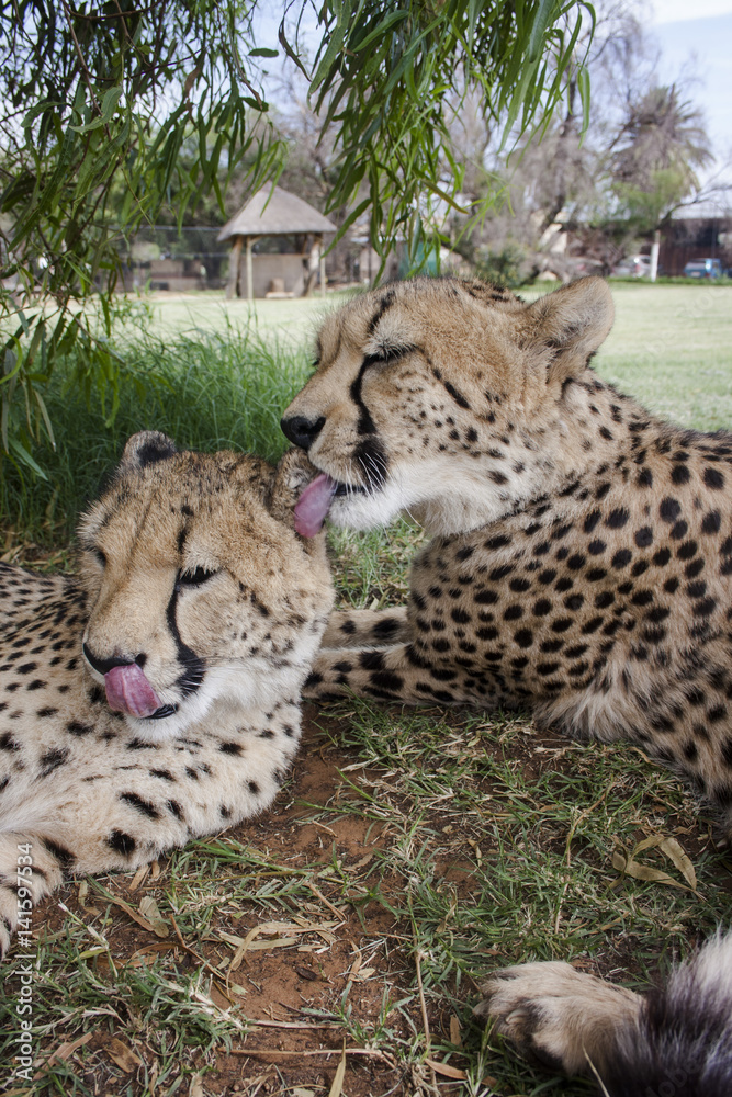 Fototapeta premium Cheetah in africa