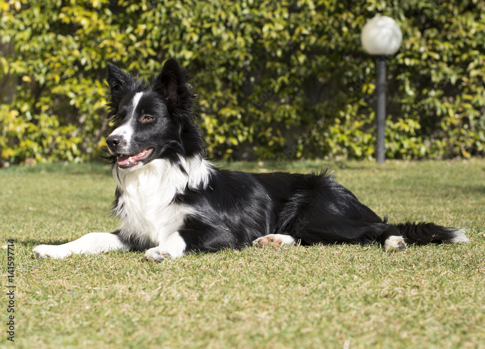 A border collie puppy relaxed in the garden