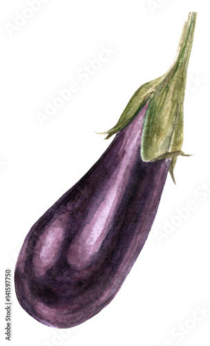 Eggplant - watercolor illustration on a white background