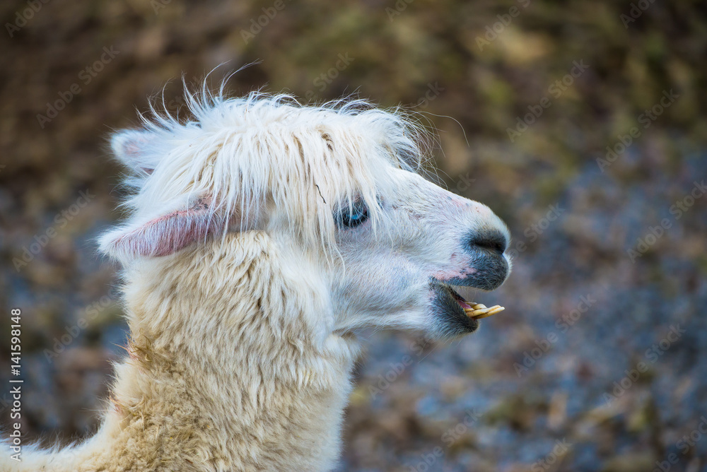 Alpaca, white ilama, funny animal, head 