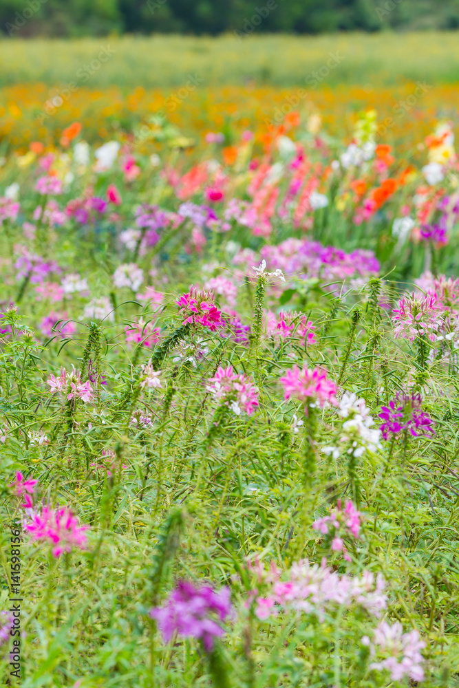 Fototapeta premium A field of flower.