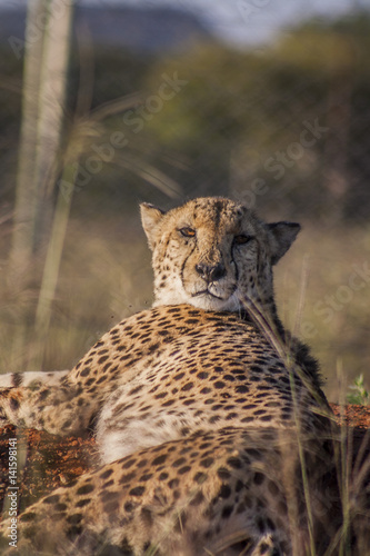 Cheetah in africa