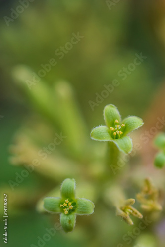 macro detail of a south american cactus plant with yellow little flowers in a greenhouse