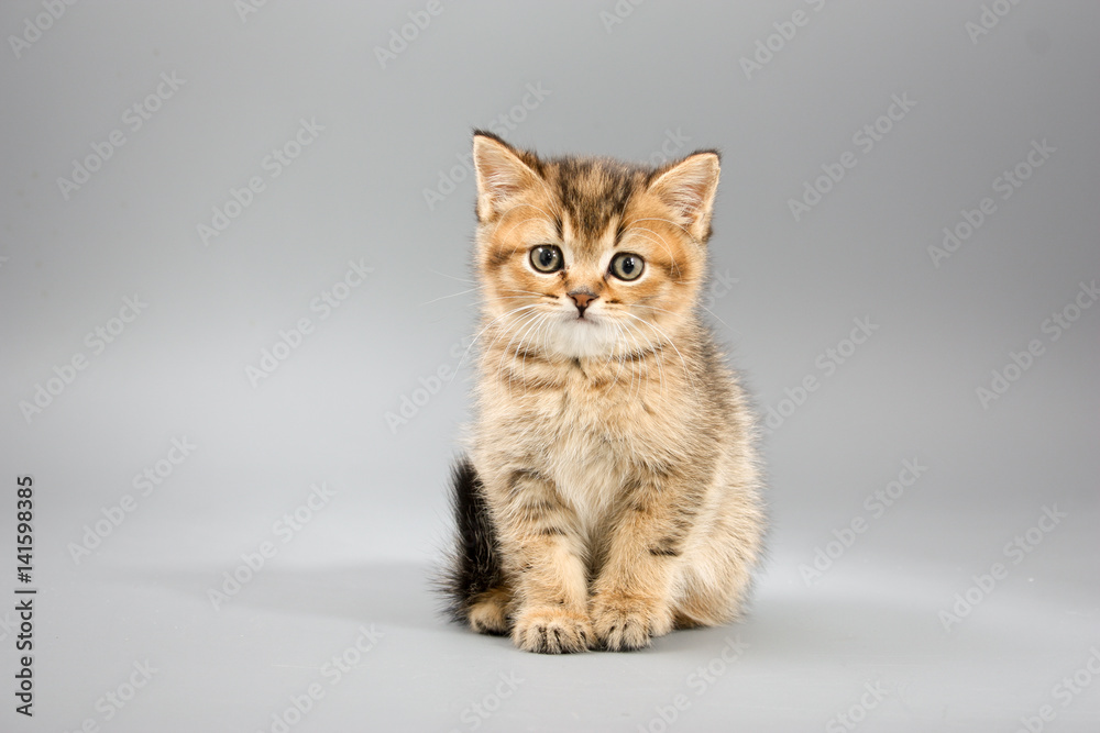 Little cute funny kittens on a gray background Little cute funny kittens on a gray background