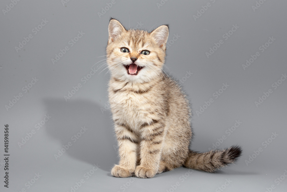 Little cute funny kittens on a gray background