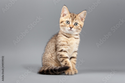 Little cute funny kittens on a gray background © makam1969