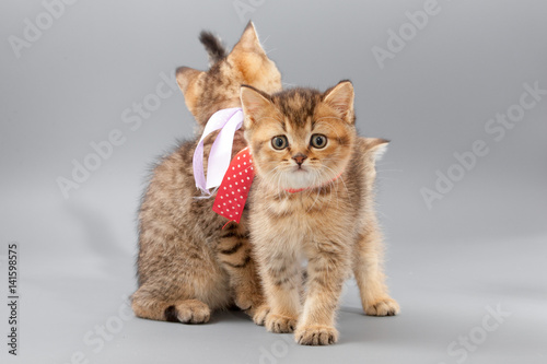 Little cute funny kittens on a gray background