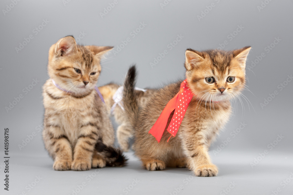 Little cute funny kittens on a gray background Little cute funny kittens on a gray background
