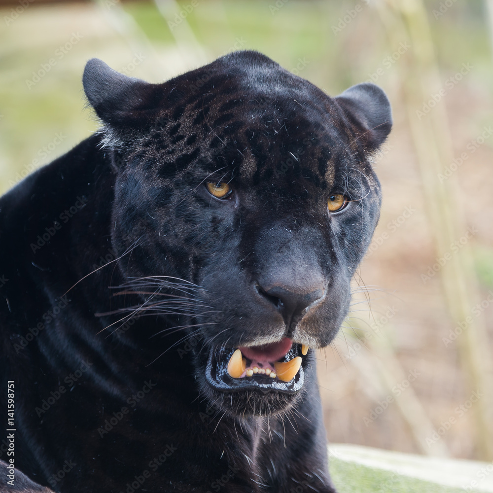 Fototapeta premium Black leopard, panther, head