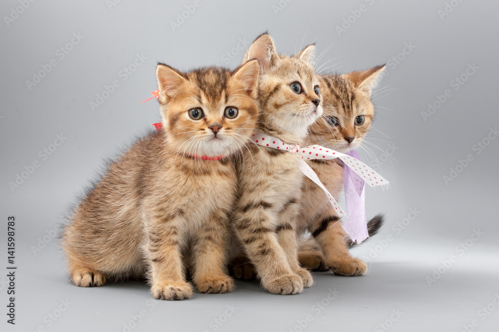 Little cute funny kittens on a gray background Little cute funny kittens on a gray background