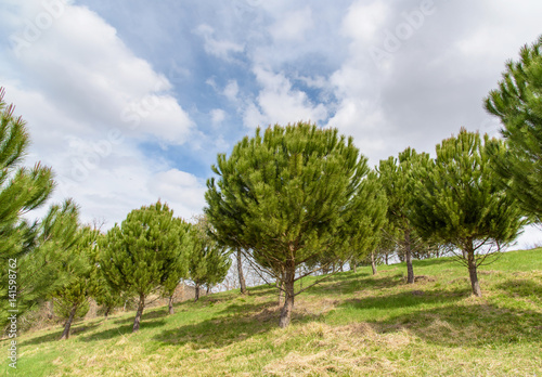 green pine trees in tuscany, italy