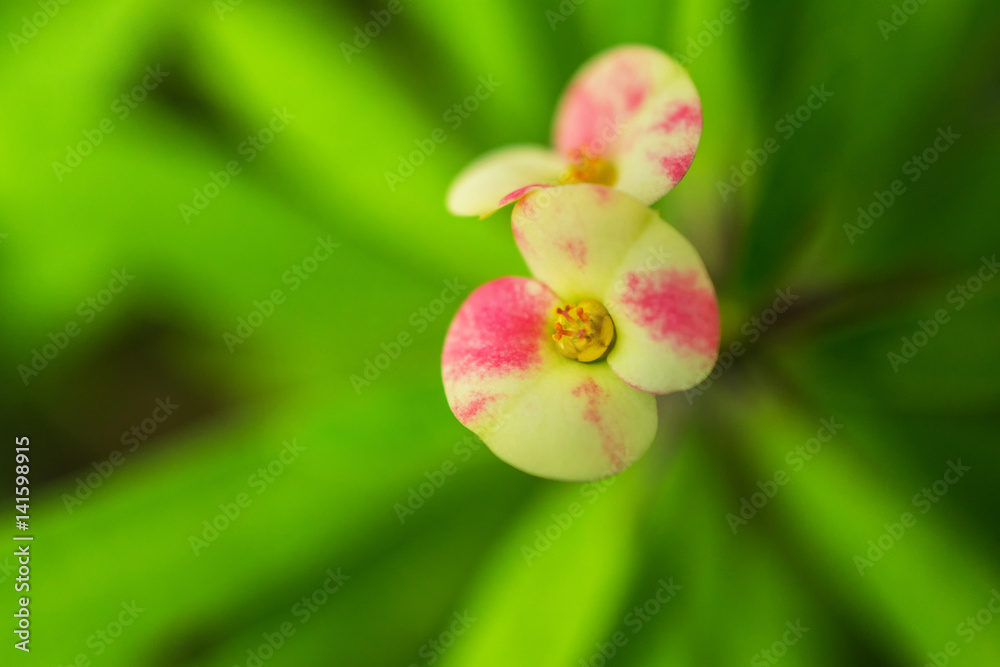 macro detail of a tropical cactus with little colorful flowers in a greenhouse (euphorbia milii variegata bosseri) macro detail of a tropical cactus with little colorful flowers in a greenhouse (euphorbia milii variegata bosseri)