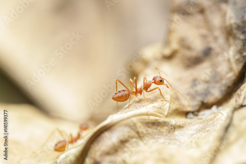 Ant walk on the leaf.