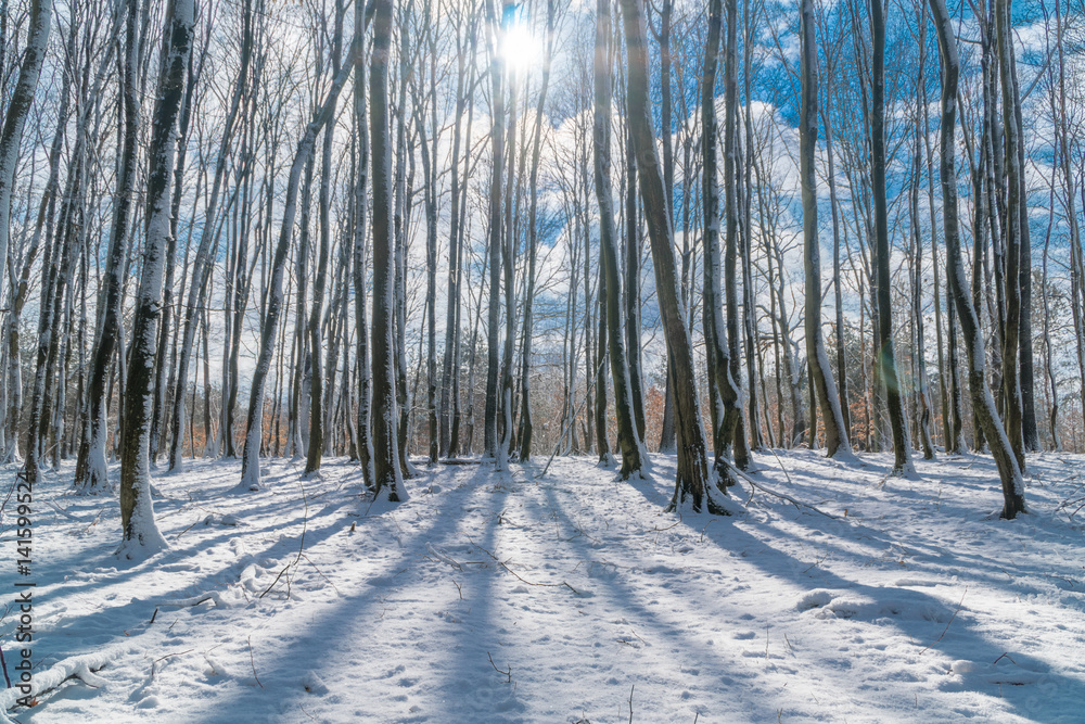 Forest by winter Forest by winter