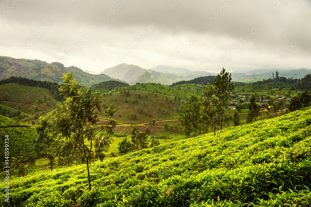 Tea plantations in Munnar, Kerala with cloudy sky