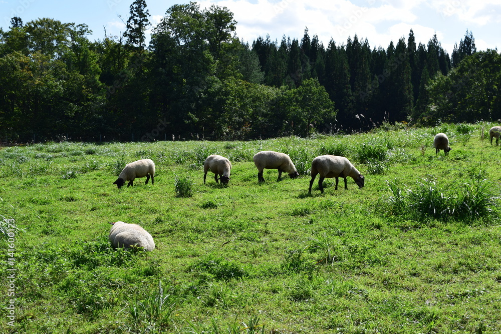 羊の放牧 ／ 山形県鶴岡市羽黒町川代にある月山高原牧場で、羊の放牧風景を撮影した写真です。この牧場は、約100haの緑のジュウタンが広がり、雄大な高原の中で牛や羊を眺められます。羊を放牧すると足腰が丈夫になる、広々とした牧場で運動することにより健全な羊になる、管理の手間が省ける、エサ代の削減など良いこと尽くしです。高原からの眺めは最高で、ひそかな観光ポイントになっています。