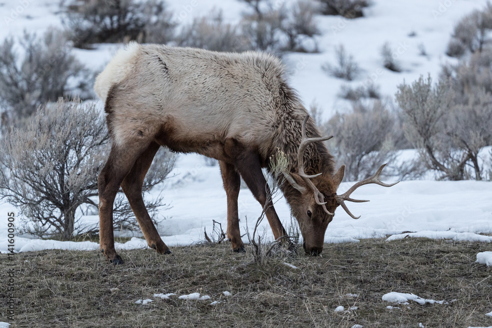 Naklejka premium Elk, or Wapiti