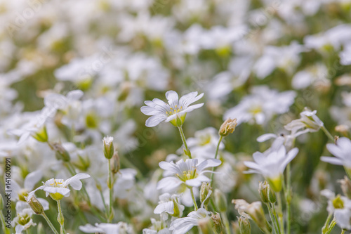 white flowers daisies