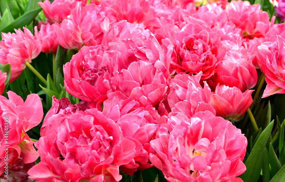 Tulip. Beautiful bouquet of tulips. colorful flowers. Tulips in spring,colourful tulip, pink tulips. Flower tulips background.