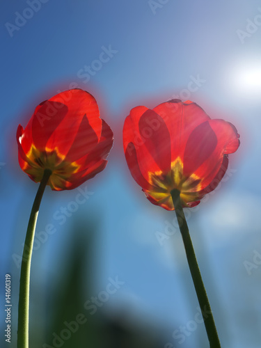 Beautiful spring red tulips