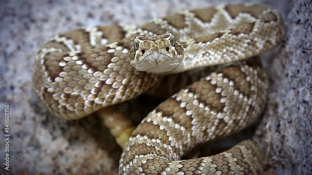 A Mojave or Mohave Rattlesnake (Crotalus scutulatus) rattles and flicks tongue in Arizona, USA. This is the most dangerous snake in the USA. It is perhaps best known for its potent neurotoxic venom. A Mojave or Mohave Rattlesnake (Crotalus scutulatus) rattles and flicks tongue in Arizona, USA. This is the most dangerous snake in the USA. It is perhaps best known for its potent neurotoxic venom.